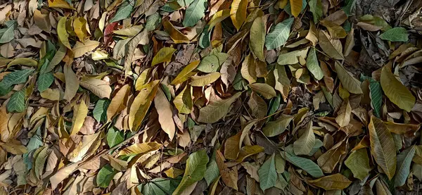 bir ıhlamur ağacının kuru yapraklarının arkaplanı