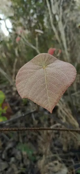 Sonbahar yaprakları, sonbahar bitkileri