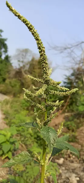 Bahçedeki genç bitki