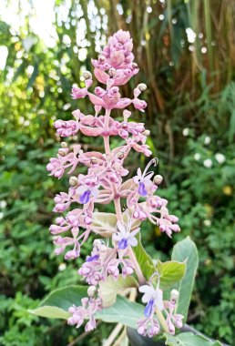 Açık büyüyen renk çiçeği yakın