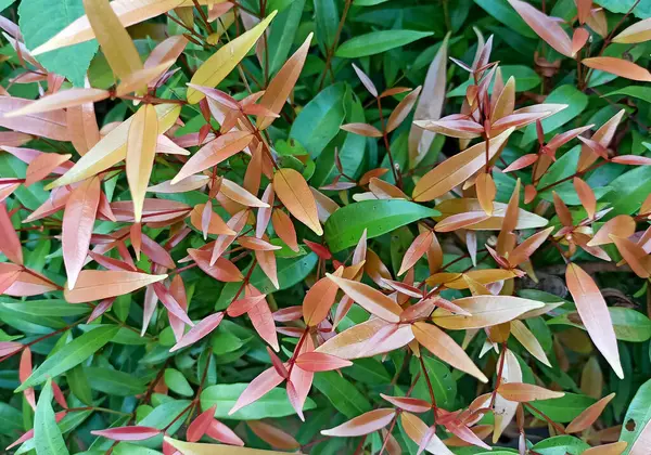 Yeşil yaprak dokusunu yakın çekim