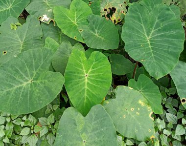 yeşil yapraklar, bitkiler ve yapraklar