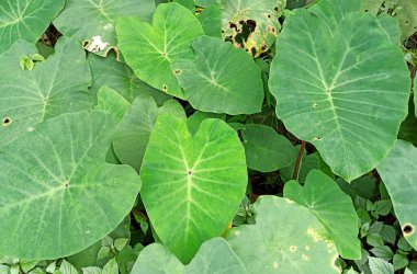 Göletteki nilüfer yapraklarını kapat.