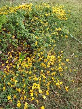 Bahçedeki sarı çiçekler