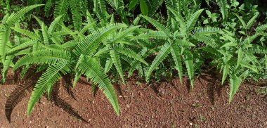 Bahçedeki bir ağacın yeşil yaprakları