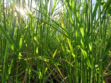 Ormanda yeşil çimenler