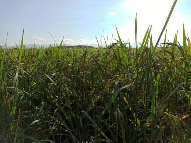 Kırsalda yeşil mısır tarlası