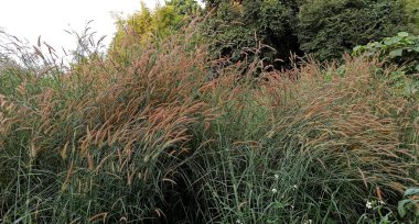 Doğanın güzel manzarası