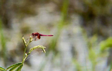 Ormandaki güzel kırmızı çiçek