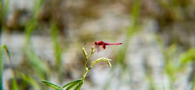 Bahçedeki kırmızı çiçekler