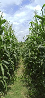 Mavi gökyüzü ile yeşil muz tarlası