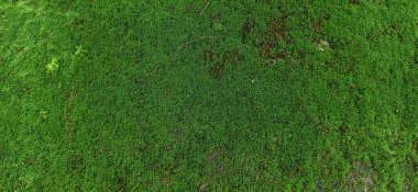 Ağaç Gövdesinde Yosun