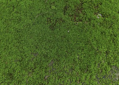 Yeşil yosun arka planı. Yeşil çimen dokusu. Yerde yosun var. Yosun dokusu. yosun yosunu.