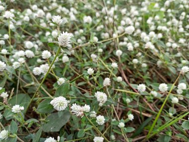 Ormanda yeşil yapraklar