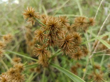 Bahçedeki yeşil çimenler