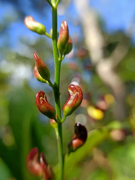 Güzel botanik fotoğrafı, doğal duvar kağıdı.