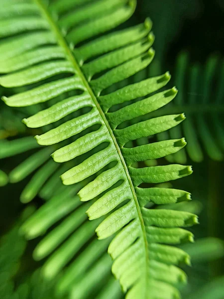 Su damlalı yeşil yaprak