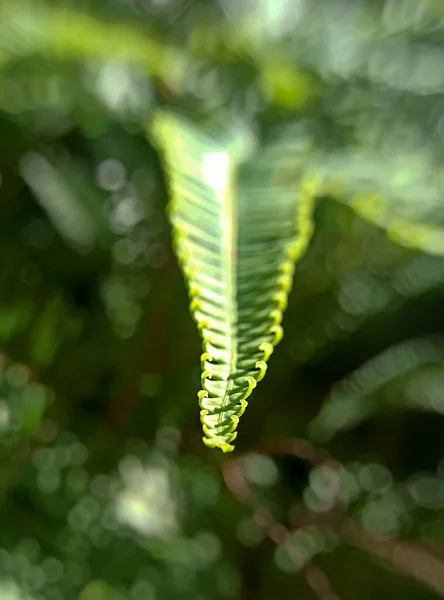 yeşil yaprak arkaplanı, bitki örtüsü