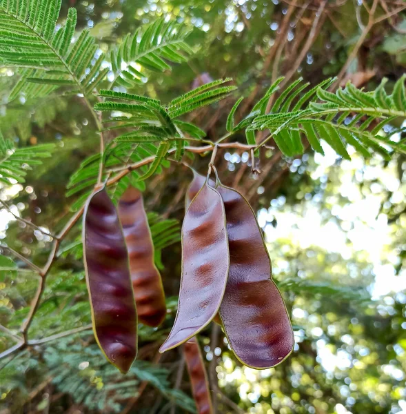 Sonbaharda siyah meşe ağacı, tarlanın sığ derinliğine dikkat edin.