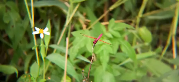 red - white dragonfly on a green leaf