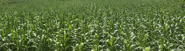 Genç mısır tarlasında