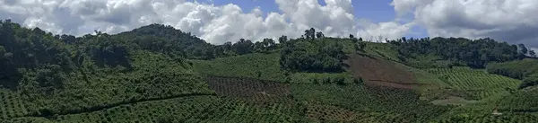 Dağlarda yeşil çay tarlası