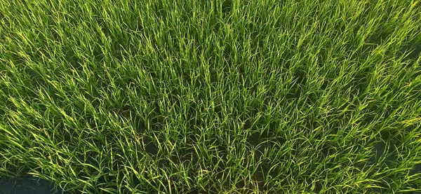 yeşil çimenler tarlada