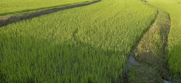 pirinç tarlaları, pirinç tarlaları, pirinç tarlaları sabah pirinç tarlaları, Asya 'da hasat tarlaları.