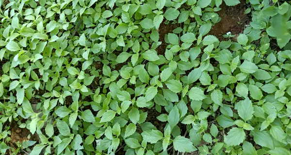 arka plandan yeşil yaprakları