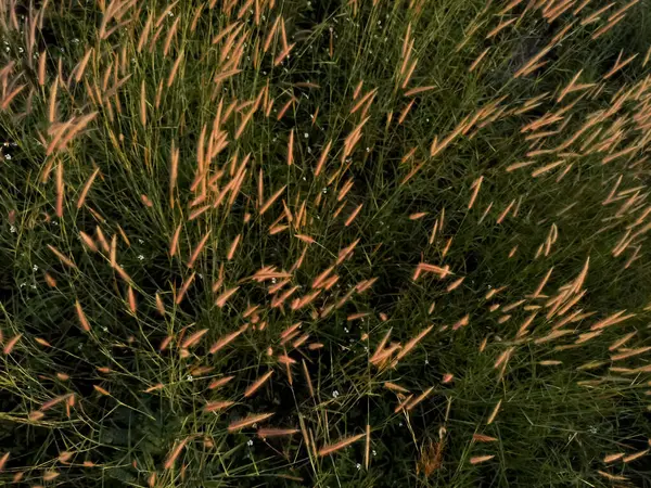 Bahçedeki çimenler ve çiçekler