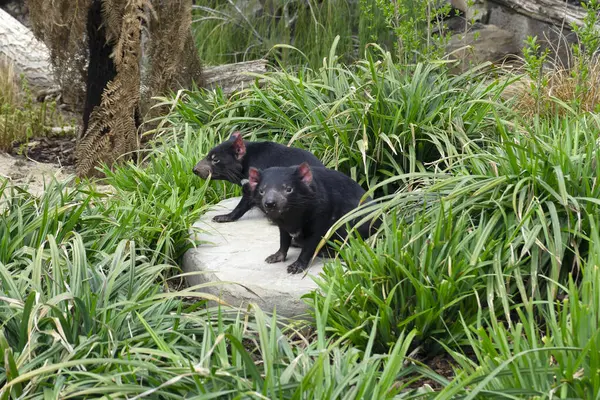 İki Tazmanya canavarı yeşil bitkilerle çevrili bir kayanın üzerinde dinleniyor..