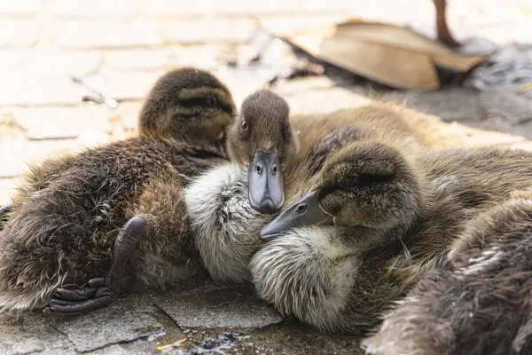 Bir grup sevimli ördek yavrusu İtalya 'daki Garda Gölü' nün göl kenarında birbirlerine sarılıyorlar. Yavru ördekler sıcak bir taş yüzeyde dinleniyor tüylerini ve barışçıl tavırlarını sergiliyorlar.. 