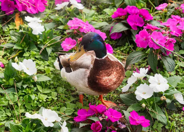 Renkli çiçeklerin arasındaki Mallard Ördeği
