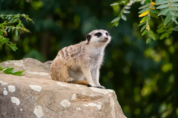 Meraklı bir mirket, yeşilliklerle çevrili bir kayanın üzerinde tetikte durur. Bu vahşi yaşam görüntüsü hayvanları ihtiyatlı ve büyüleyici bir şekilde yakalar..