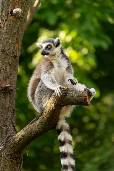 Güneşli bir ormanda ağaç dalında oturan halka kuyruklu bir lemur, çevreyi gözlemliyor..