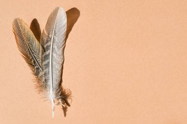 Bej arka planda sülün tüyleri. Düz yatış, metin için yer.