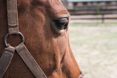 Kahverengi bir atın başı, dikiz aynası..
