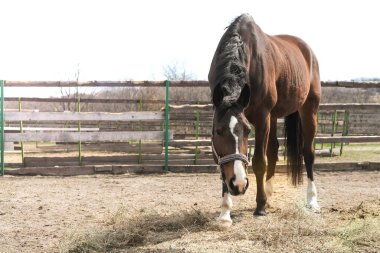 Sıcak ve güneşli bir günde çiftlikteki at.