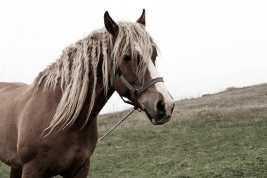 Koyu kahverengi bir İzlanda atının uzun yeleli güzel portresi.