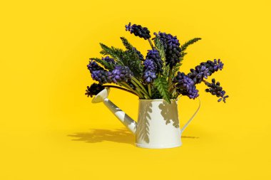 Sarı arka planda dekoratif sulama kutusunda taze muscari. Yan görünüm, metin için boşluk.
