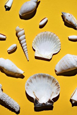 Sarı arkaplandaki deniz kabuklarının dikey görüntüsü. Düz yatıyordu.