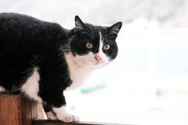迷人的猫在户外散步 房子里的动物 — 图库照片