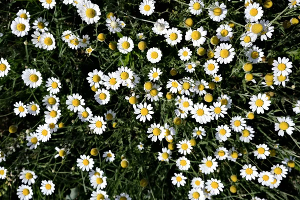 Spousta Kvetoucích Sedmikrásek Slunečného Letního Dne Pohled Shora — Stock fotografie
