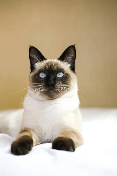 Siamské Kotě Modrýma Očima Leží Posteli Svislý Obrázek — Stock fotografie