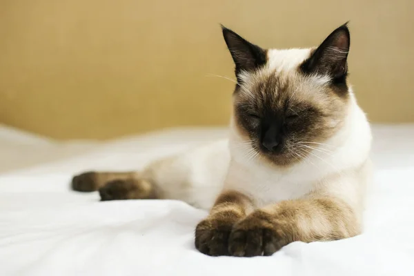Siamees Katje Met Blauwe Ogen Ligt Het Bed — Stockfoto