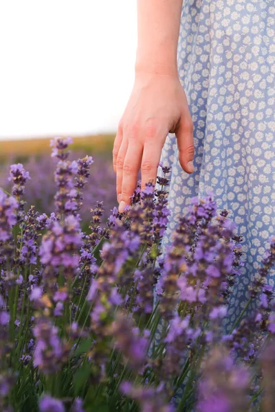 Woman Hand Touches Lavender Flowers Summer Evening Lavender Field Vertical — Stock Photo, Image