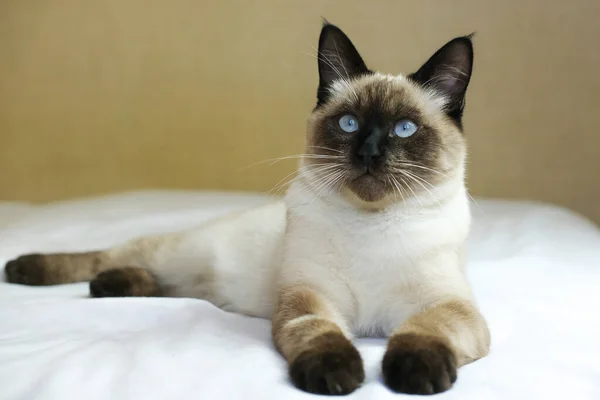 Siamese Kitten Blue Eyes Lies Bed Stock Picture