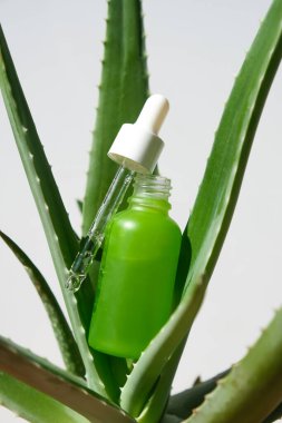Aloe vera jeli cam yeşil bir kavanozda doğal bir aloe bitkisinin üzerinde pipetle. dikey resim.