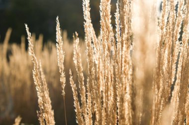 Günbatımında bir sonbahar parkında süslü otların dalları.