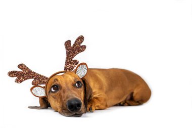 Beyaz arka planda geyik boynuzları olan komik bir dachshund. Yan görünüm, metin için yer.